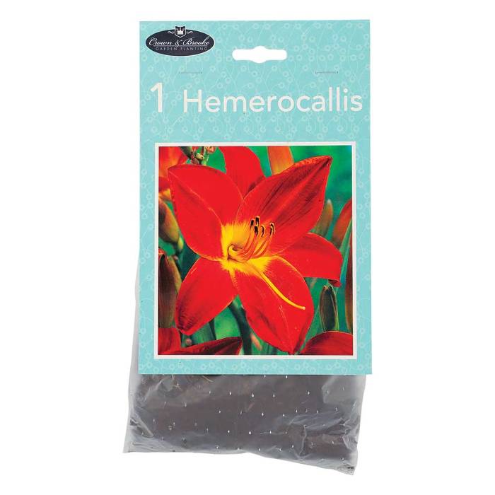 Summer Perennials