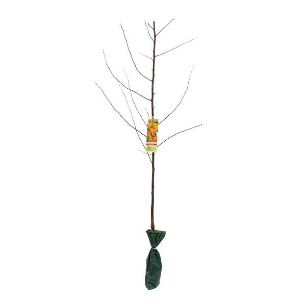 Large Fruit Tree