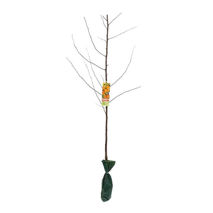 Large Fruit Tree