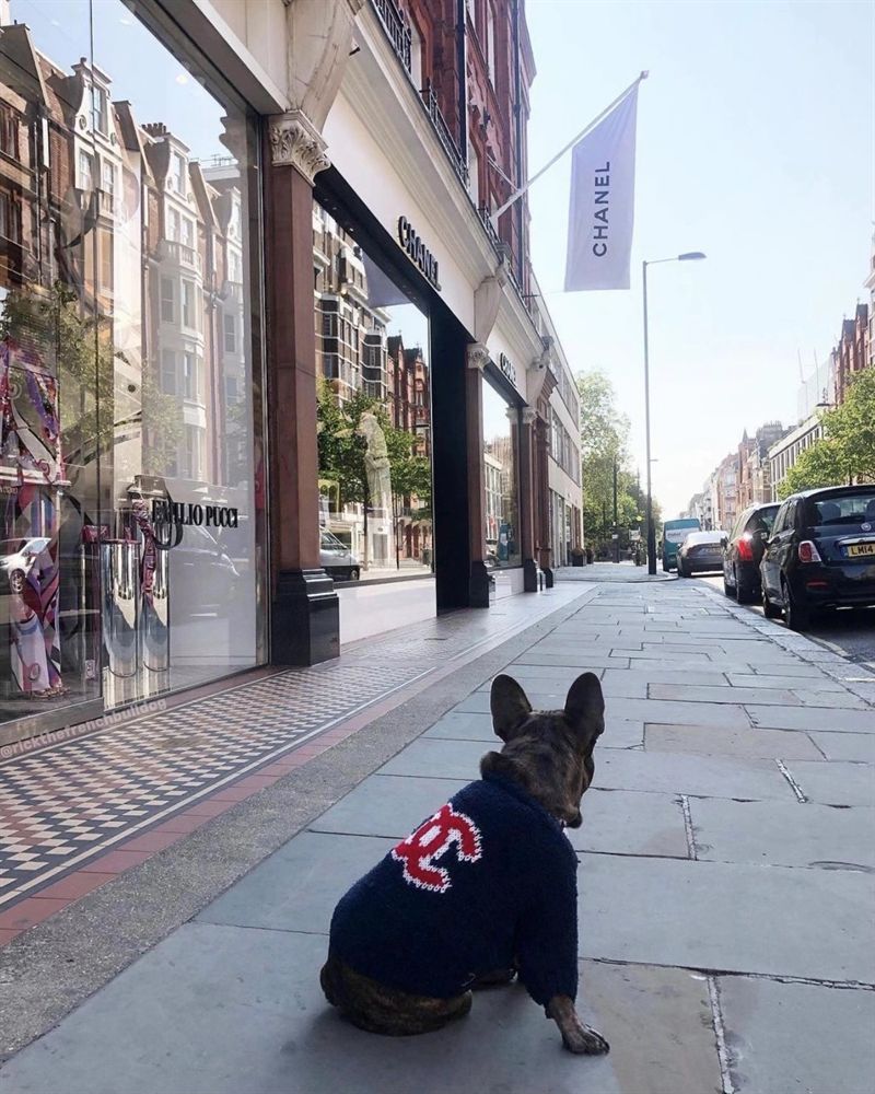 chanel dog sweater