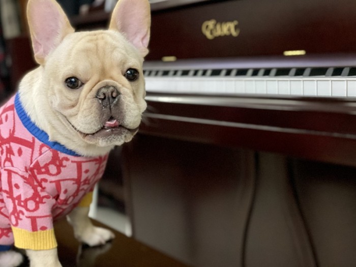 Dogior Pink Dog Sweater