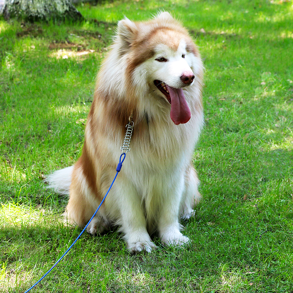 outdoor dog tie out