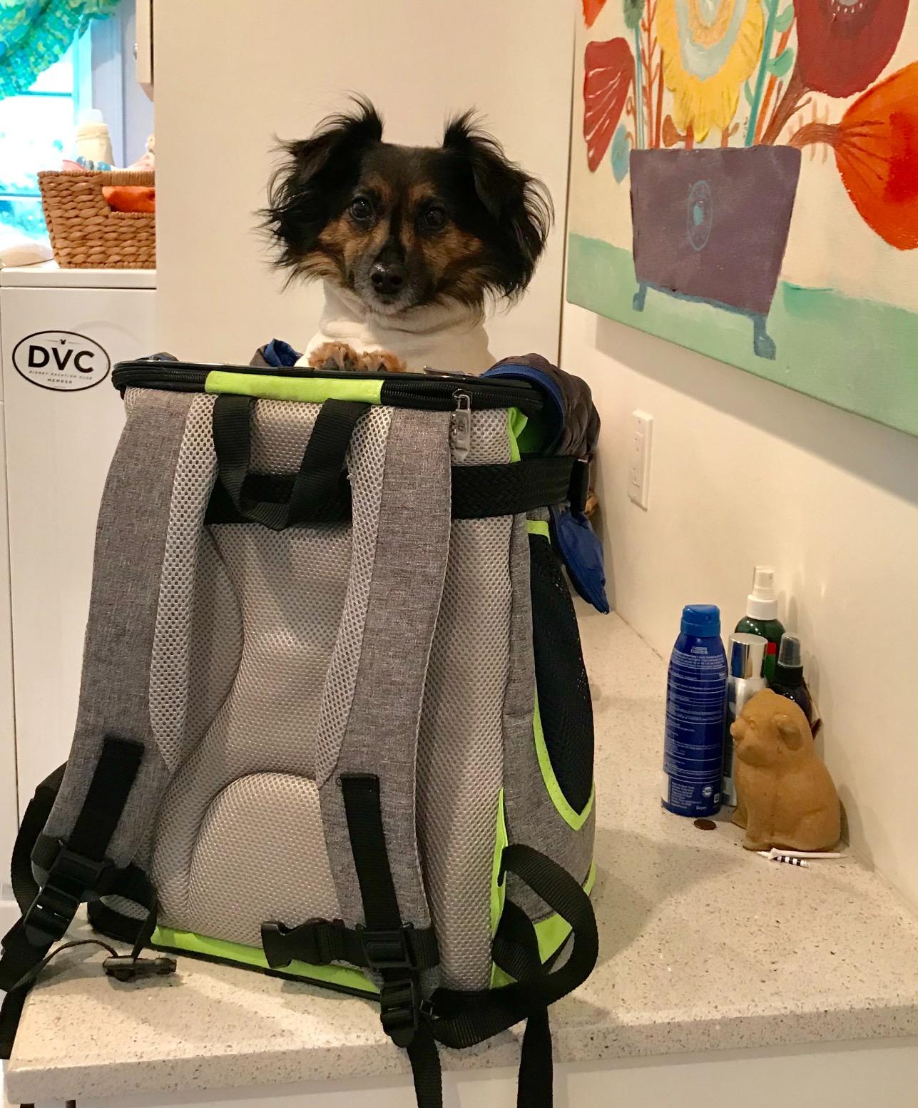 petsfit backpack