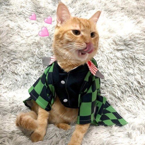 Anime Demon Slayer Kimetsu No Yaiba Cats Kamado Tanjirou Cosplay Cape Costumes Full Sets Agatsuma Zenitsu Orange Cape Suits