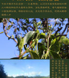 Puer Raw 357g Shu Dai Zi Peacock Green Cake Mangfei Big Tree Pu-erh Sheng 2018