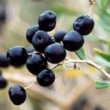 Organic Natural Wild Black Goji Berry Dried Lycii Wolfberry Lycium Goji Berries