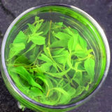 Small Leaf Wild Kuding Tea * Qing Shan Lu Shui Bitter Tea Ku Ding Herbal Organic