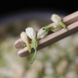 Premium Dry Jasmine Tea Bud,100% Jasmine Flower Tea Organic Herbal Tea