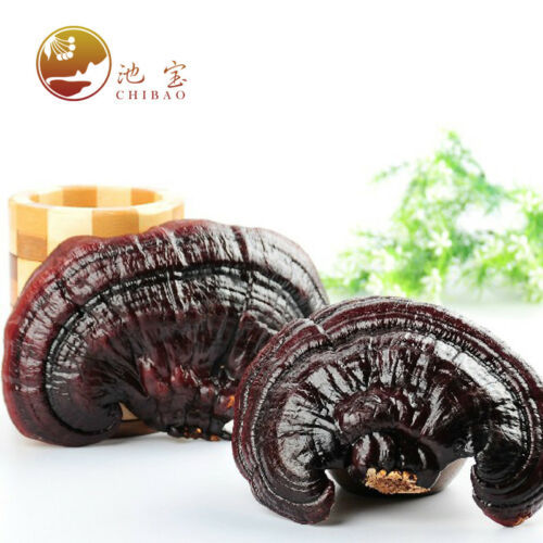 Dried Wild Lingzhi Purple Ganoderma Lucidum Herbal Organic Reishi Mushroom 500g