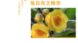 [GRANDNESS] Yunnan Old Trees Camelias Flower Pu Erh Puer Tea 357g Honey Sweet