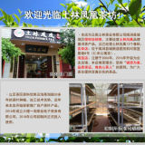 Certified Organic Yunnan QiaoMu Xiao Yuancha 920 Tulin Puer Raw Tea Cabbage 200g