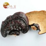 Dried Wild Lingzhi Purple Ganoderma Lucidum Herbal Organic Reishi Mushroom 500g
