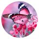 20MM Painted Butterfly enamel metal C5770 print rose-red