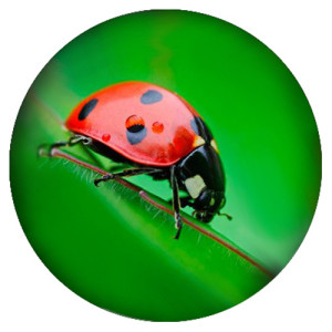 20MM ladybug Painted enamel metal C5554 print green