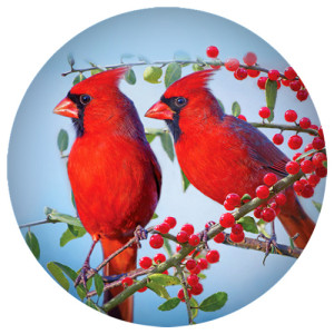 20MM bird Painted enamel metal C5594 print snaps jewelry red