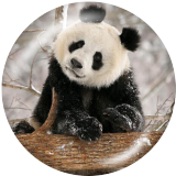 20MM animals  panda  owl  Print glass snaps buttons