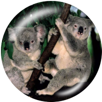 20MM Koala in Australia Print glass snaps buttons