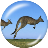 20MM Koala in Australia Print glass snaps buttons