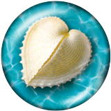 20MM shell Print glass snaps buttons  Beach Ocean