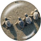20MM Beach Ocean   sea turtle Print glass snaps buttons