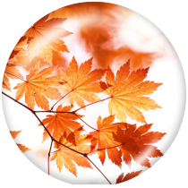 20MM maple leaves Print glass snaps buttons