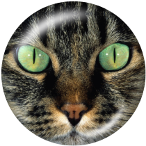 20MM cat  Print glass snaps buttons