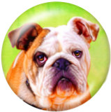 20MM dog Print glass snaps buttons