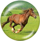 20MM horse Print glass snaps buttons