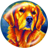 20MM dog Print glass snaps buttons