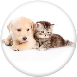 20MM Cats and dogs   Print glass snaps buttons