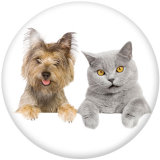 20MM Cats and dogs   Print glass snaps buttons