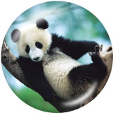20MM panda  Print glass snaps buttons
