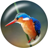 20MM  Hummingbird   Print  glass snaps buttons