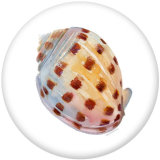 20MM Shell   Print  glass snaps buttons Beach Ocean
