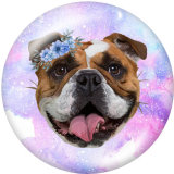 20MM  Dog  Cat  Print  glass snaps buttons