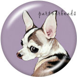 20MM   Dog   Print   glass  snaps buttons