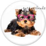 20MM  Dog  Cat  Print   glass  snaps buttons