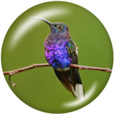 20MM  Hummingbird    Print   glass  snaps buttons