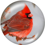 20MM   bird   Print   glass  snaps buttons