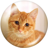 20MM   Cat   Print   glass  snaps buttons