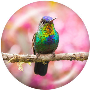 20MM  Hummingbird    Print   glass  snaps buttons