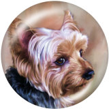 20MM  Dog   Print   glass  snaps buttons