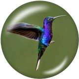 20MM  Hummingbird    Print   glass  snaps buttons