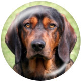 20MM  Dog   Print   glass  snaps buttons