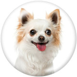 20MM   Dog  Print   glass  snaps buttons