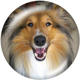 20MM   Dog  Print   glass  snaps buttons