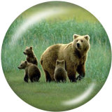 20MM   The bear   Print   glass  snaps buttons