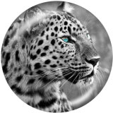 20MM   leopard  Tiger  Print   glass  snaps buttons