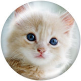 20MM   Cat   Print   glass  snaps buttons