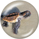 20MM   Summer  Sea  turtle   Print   glass  snaps buttons Beach Ocean
